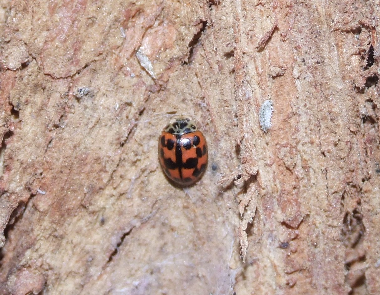 Harmonia? No. Oenopia conglobata